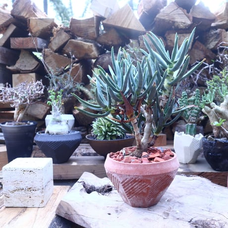 アロエ   ラモシシマ    Aloe ramosissima      no.41815