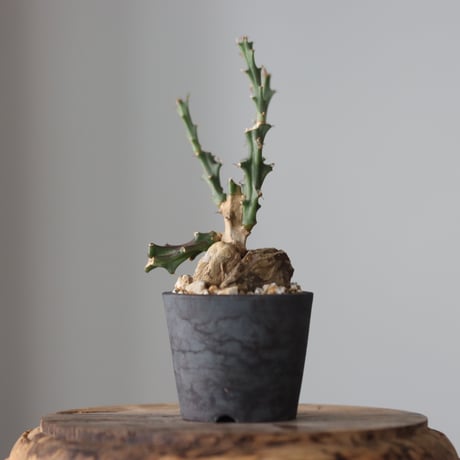 Euphorbia knuthii × N/OH  no.912-2
