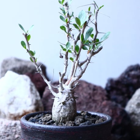 フォークイエリア  コルムナリス  観峰玉 Fouquieria columnari   no.32905