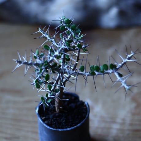 アローディア コモサ　Alluaudia comosa　no.70507