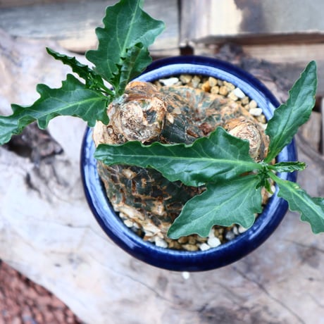 ケファロペンタンドラ  エキローサ  Cephalopentandra ecirrhosa   no.41802