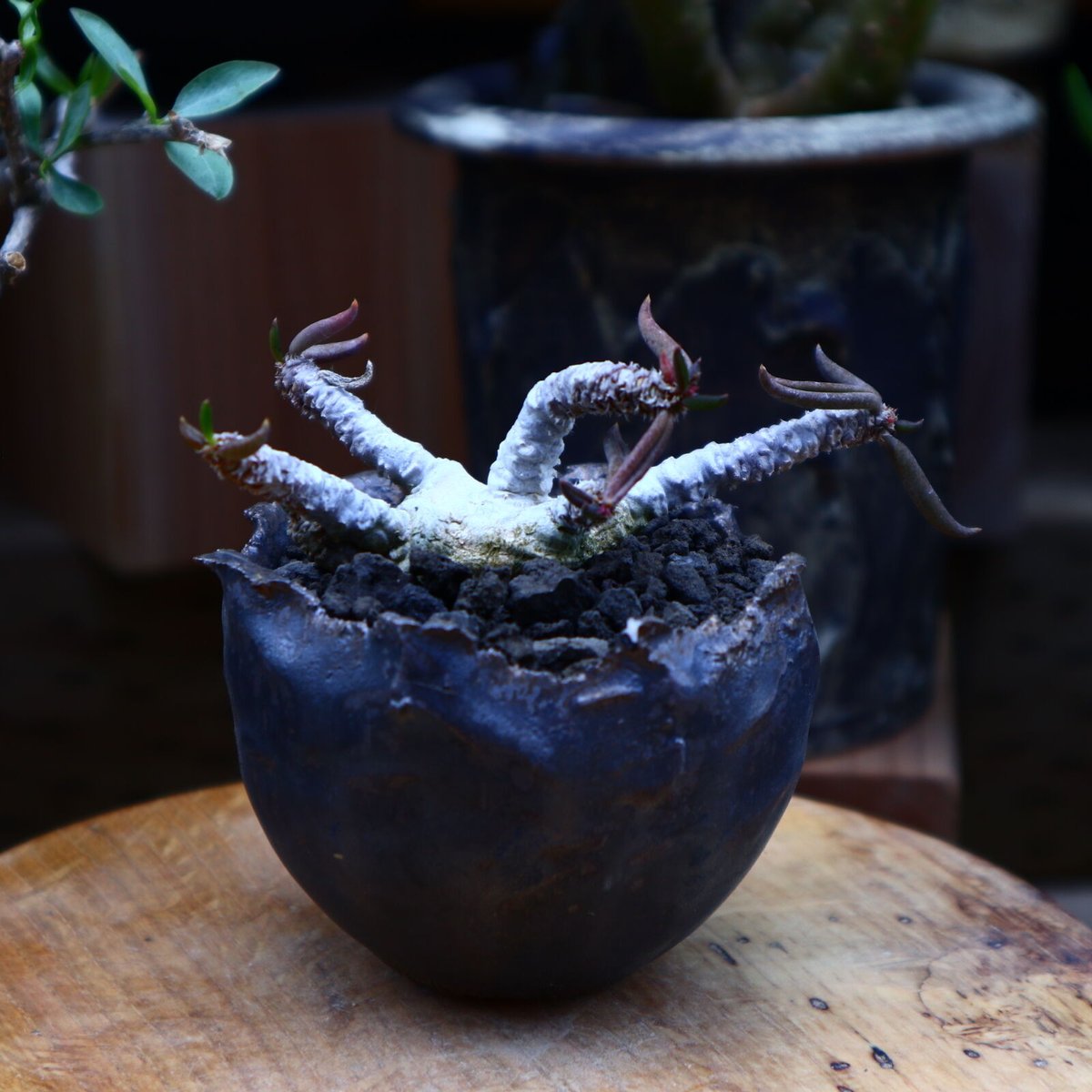 Euphorbia caloderma ユーフォルビア euphorbia ramiglans《L size》※タコものらしい装い‼︎下部から