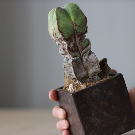 Astrophytum myriostigma ×  Shu Hirai / PLANETX (3号)　 no.511/4
