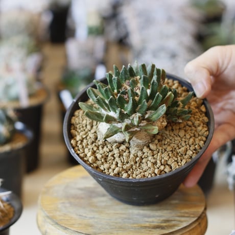 Ariocarpus scapharostrum / 竜角牡丹 (4.5号)  no.1226/3