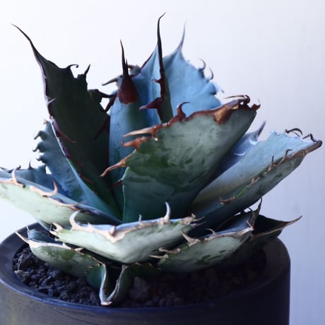 アガベ   ホワイトアイスブルー    Agave  titanota white ice blue   no.40709