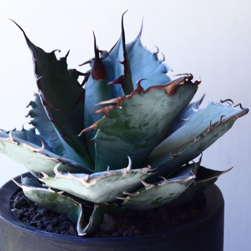 アガベ ホワイトアイスブルー Agave titanota white ice b アガベ ホワイトアイスブルー Agave titanota white ice b