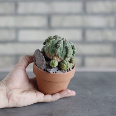 Euphorbia obesa (仔吹きオベサ) × N/OH(3号)  no.510/41