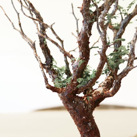 コミフォラ モンストローサ / Commiphora monstrosa   no.41621