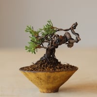 真柏 / YOSHIZAWA3-SHOHINBONSAI   no.223-23