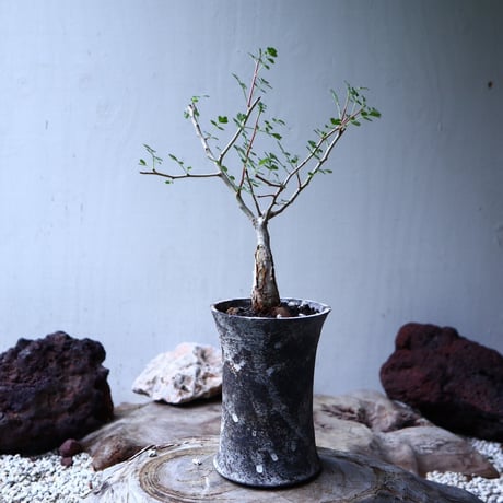パキコルムス ディスカラー  (象の木)    Pachycormus discolor  no.102713