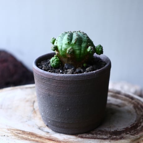ユーフォルビア  仔吹きオベサ     Euphorbia obesa　no.71421