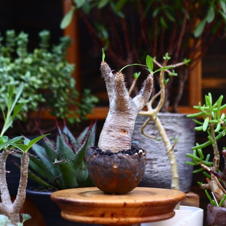 パキポディウム  マカイエンセ／Pachypodium Makayense       no.91205