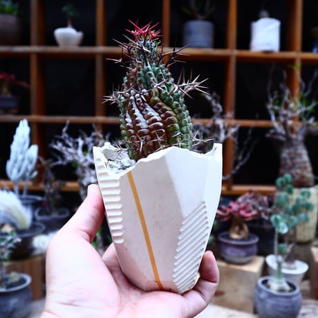 ユーフォルビア   群星冠／Euphorbia stellispina    no.51634