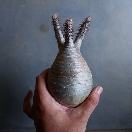 パキポディウム グラキリス   Pachypodium rosulatum var. gracilius no.110337