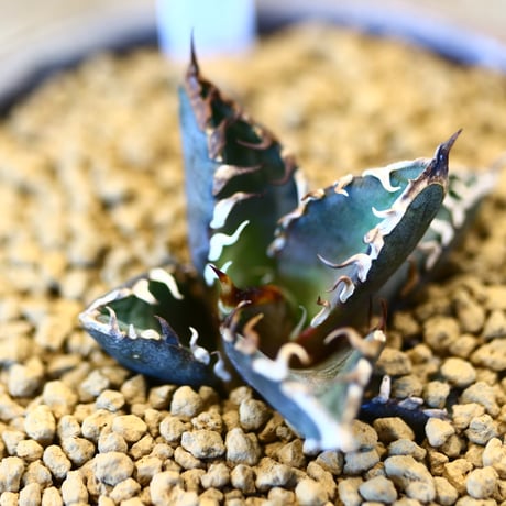 Agave titanota redcat weezle. × YAMABACHI ver. takero pot    no.123158