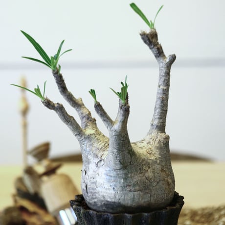 パキポディウム  グラキリス / Pachypodium  gracilius   no.52105