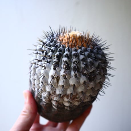 コピアポア     竜牙丸　copiapoa cinerascens    no.90210