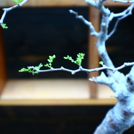コミフォラ モンストローサ／Commiphora monstrosa   no.90521