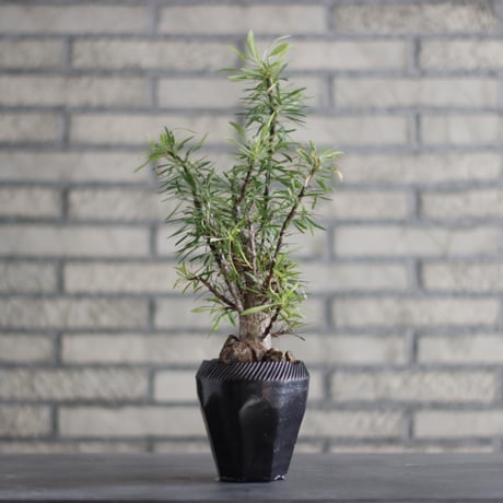 Fouquieria purpusii × N/OH (3.5号)  no.823-2
