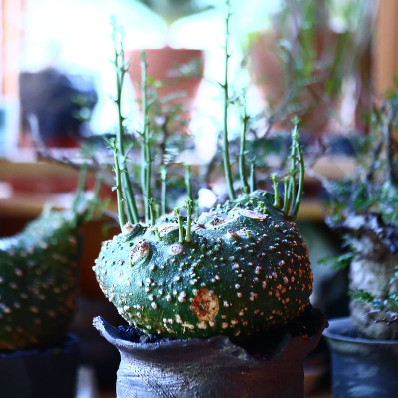 ス*キ様 アデニアグロボーサ 発根済み 鉢付き ス*キ様 アデニアグロボーサ 発根済み 鉢付き アデニア