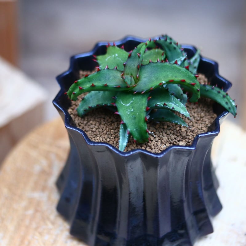 アロエ　カスティロニアエ　強棘 楽天市場】アロエ カスティロニアエ 3号ポット Aloe