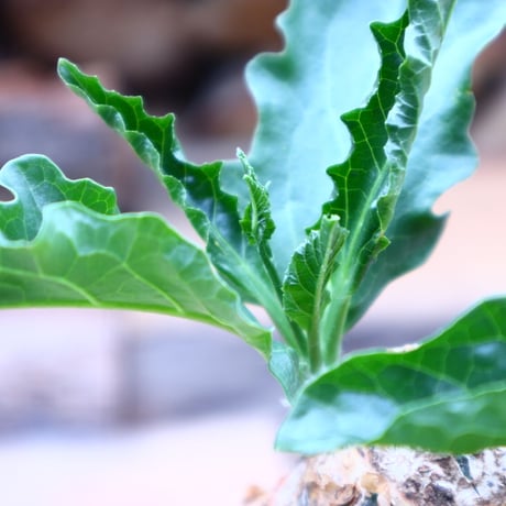 ケファロペンタンドラ  エキローサ  Cephalopentandra ecirrhosa   no.41802