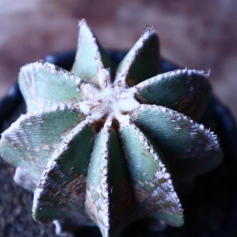 アズテキウム ヒントニー 自根 Aztekium hintonii no.22301 |