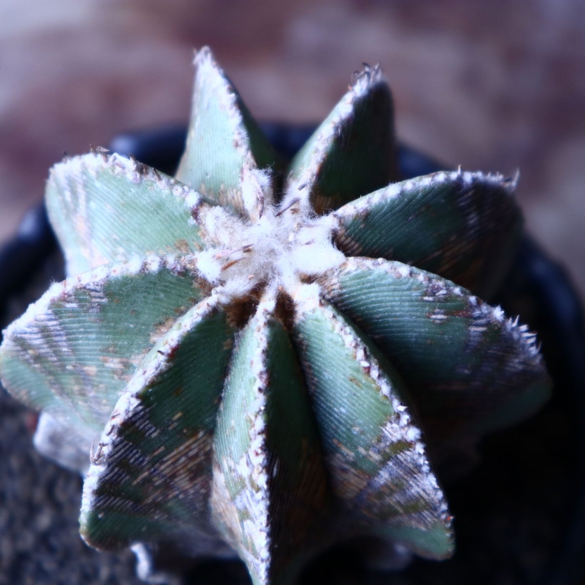 アズテキウム ヒントニー 自根 Aztekium hintonii no.22301 |