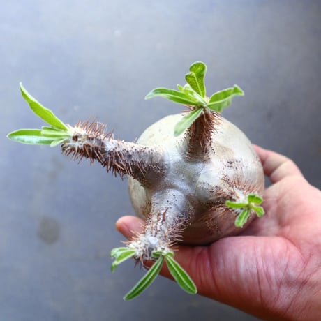 パキポディウム グラキリス 抜苗  Pachypodium rosulatum var. gracilius no.100634