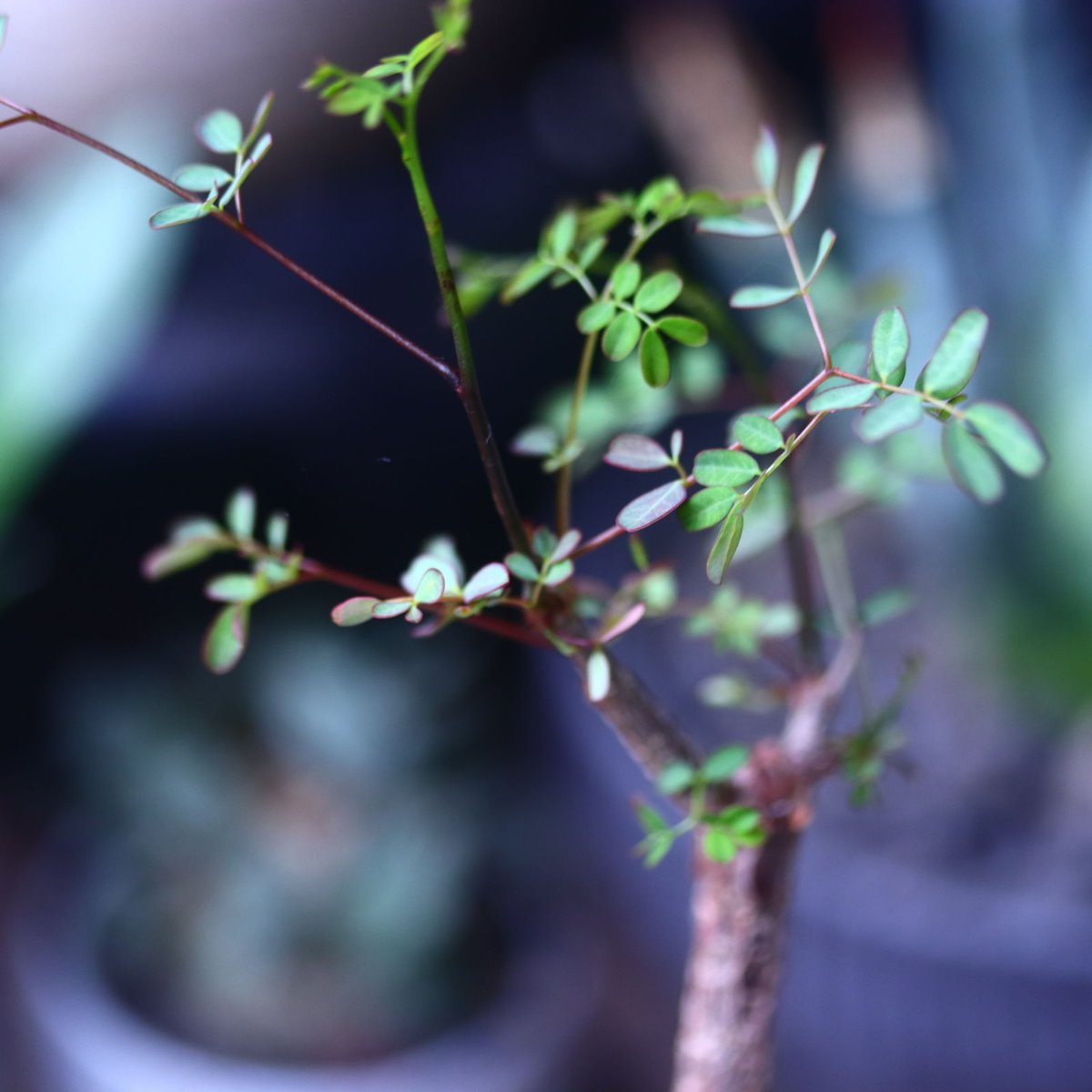 デロニクス デカリー Delonix Decaryi no.61434 | 芽の巣山