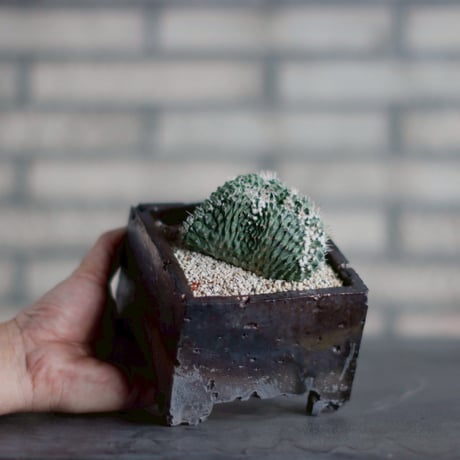 Strombocactus disciformis f. crist. × takero pot (4号鉢) no.830-6