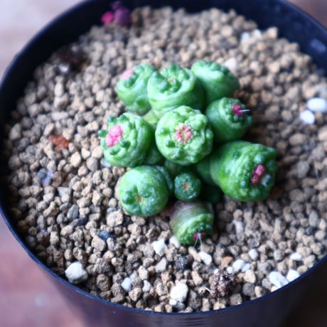 マミラリア ボカサナフレッド  Mammillaria bocasana cv. Fred  no.1116-2