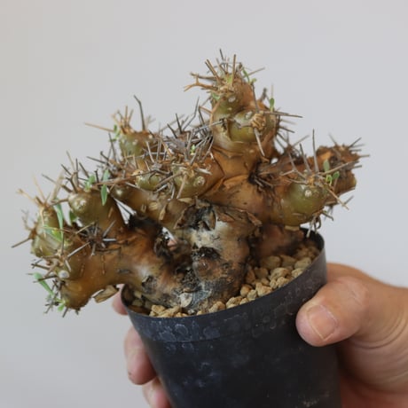 Othonna euphorbioides   no.921-9