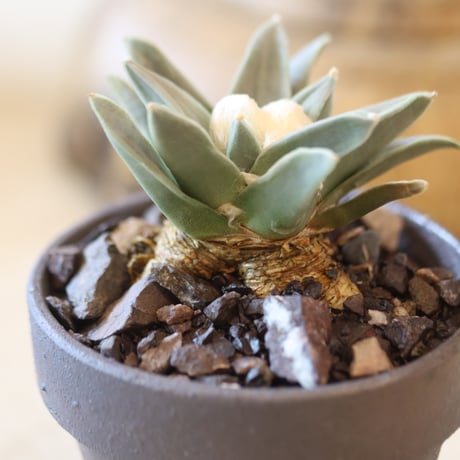 Ariocarpus retusus V.elongatus (雅牡丹) × YAMABACHI var. takero pot  no.126-44