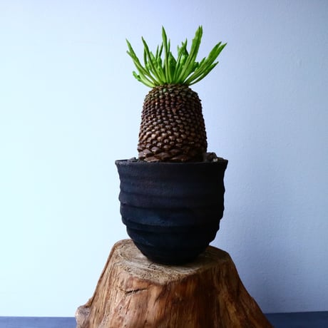 ユーフォルビア    鉄甲丸    Euphorbia bupleurifolia  No.025