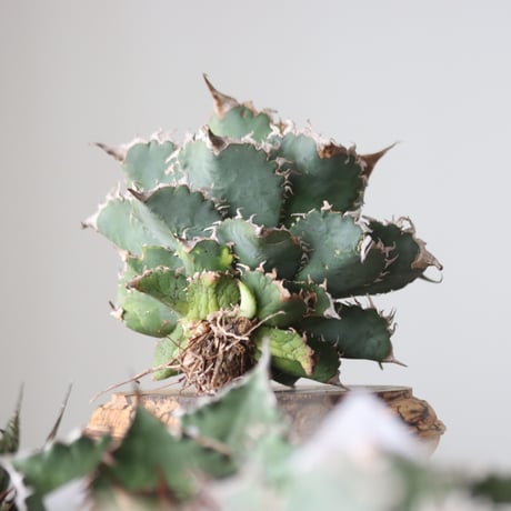 Agave titanota solareclipse / Style of Chika　no.42145