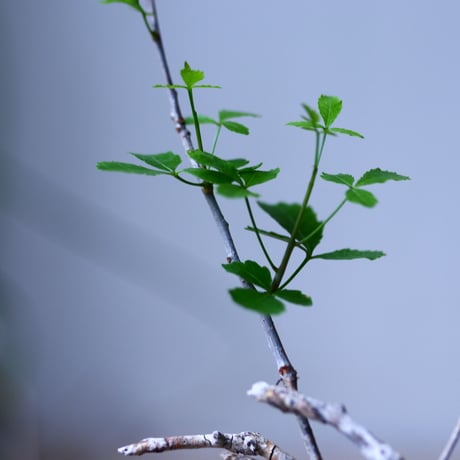 コミフォラ フンベルティ commiphora humbertii   no.101818