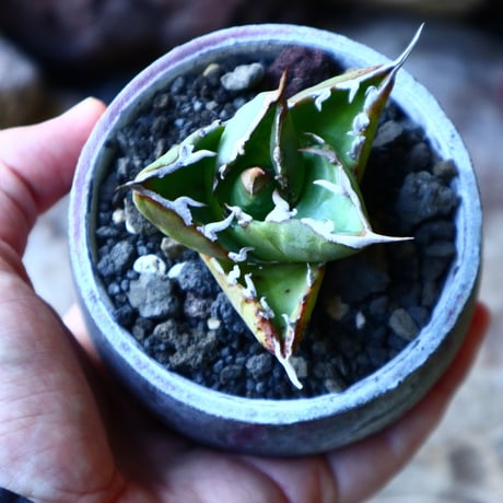 アガベ チタノタ     Agave titanota    no.32215