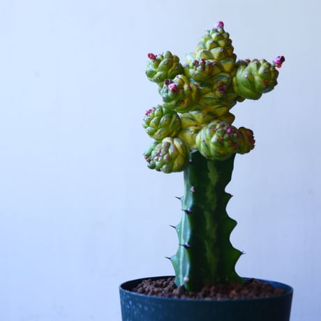モナデニウム  リチエイ 斑入り  接木　Monadenium ritchiei    no.110821