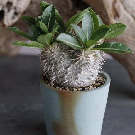 Pachypodium brevicaule ssp.Leucoxanthum × 備前鉢2.5号 / snp plants  no.607-2
