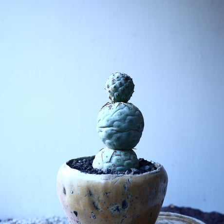 テフロカクタス    ゲオメトリクス   Tephrocactus geometricus  no.21641