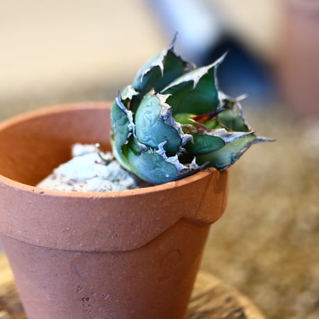 'ハルコイ´セット (N/OH × Agave titanota "FO-076)  no.30364