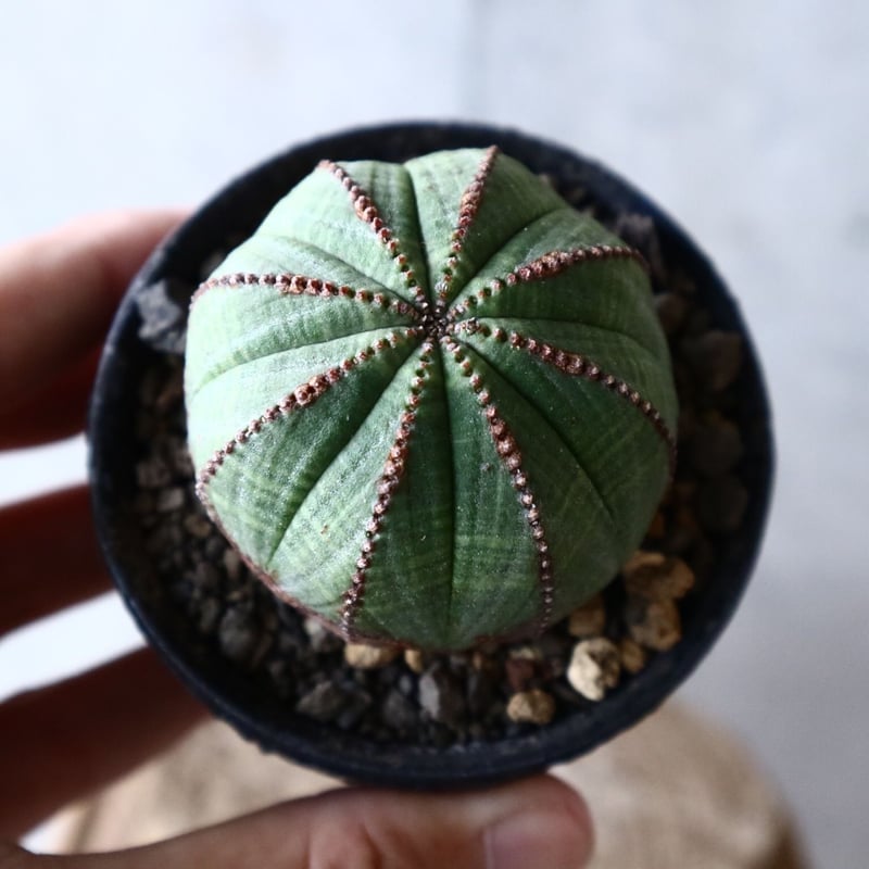 ユーフォルビア オベサ Euphorbia obesa no.013 | 芽の巣山