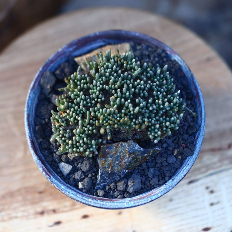 アボニア クイナリア アルストニー 赤花／Avonia quinaria ssp.