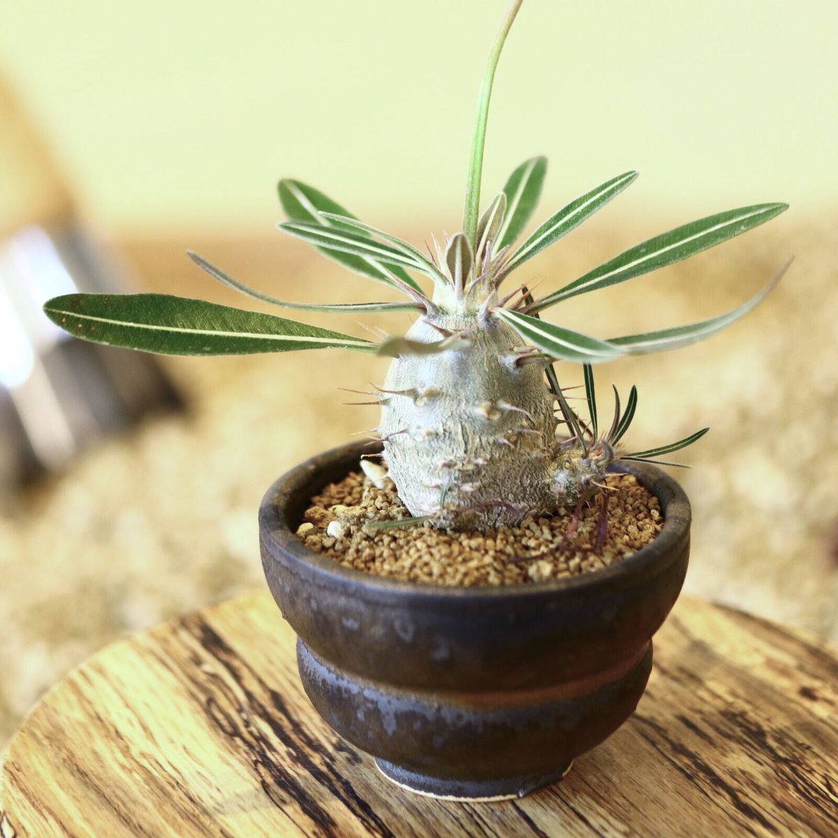 パキポディウム カクチペス 実生 パキポディウム カクチペス(実生) / Pachypodium rosulatum var.