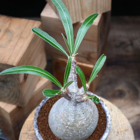 パキポディウム  グラキリス／Pachypodium  gracilius     no.82806