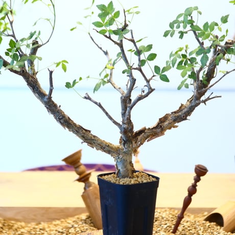 ブルセラ ファガロイデス / Bursera fagaroides   no.62516