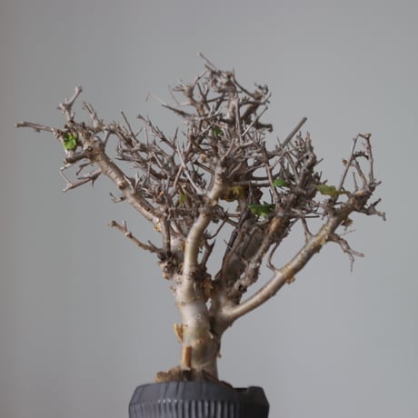 Commiphora wightii × N/OH   no.51241
