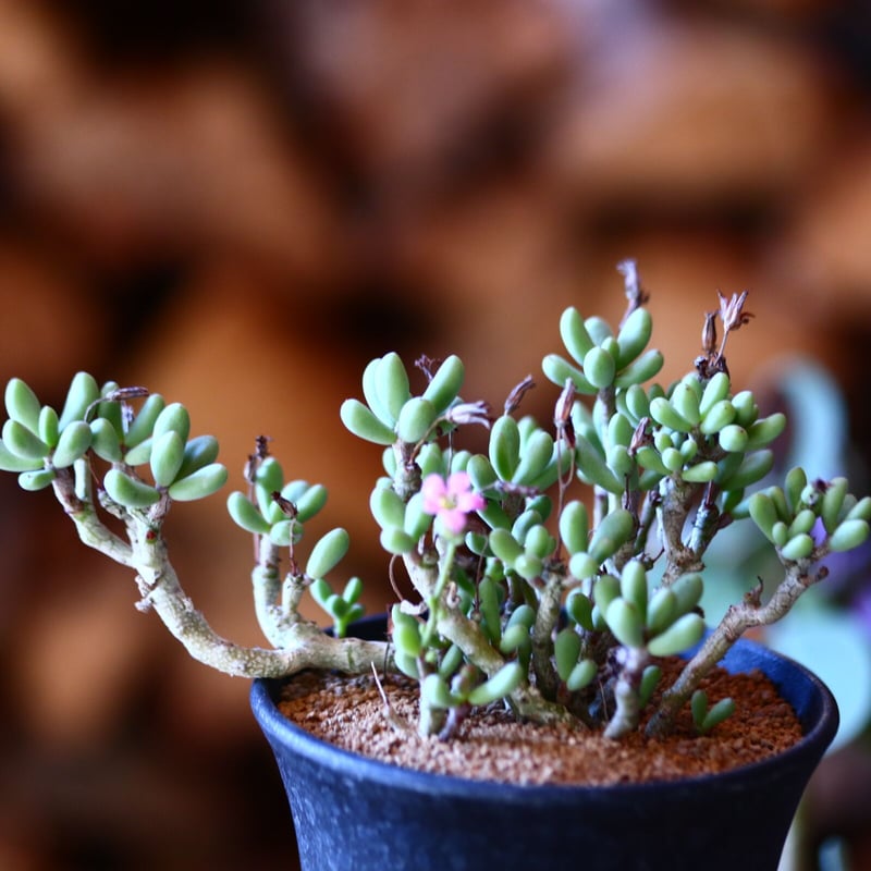 チレコドン シヌス-アレキサンドラ 群卵 Tylecodon sinus ale