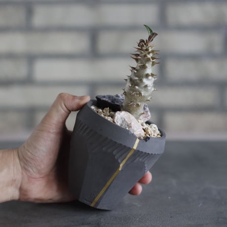 Pachypodium baronii × N/OH (3号)  no.510/45